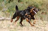 BEAUCERON 261